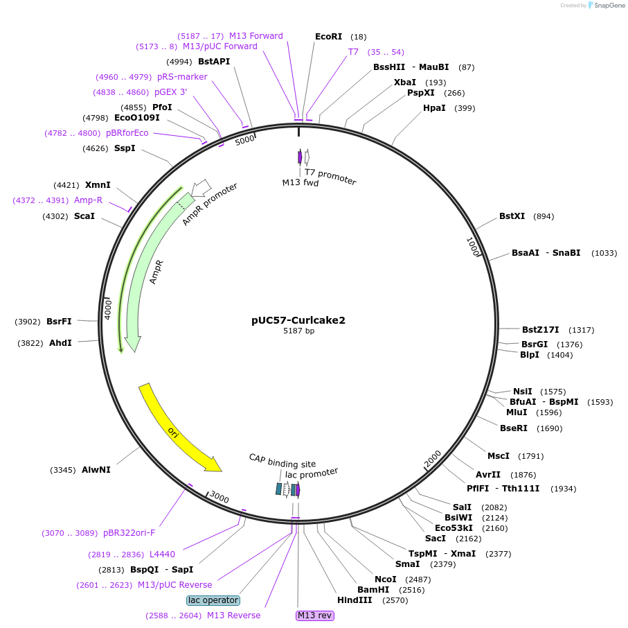 139341-plasmid-map-sequence-id-292090