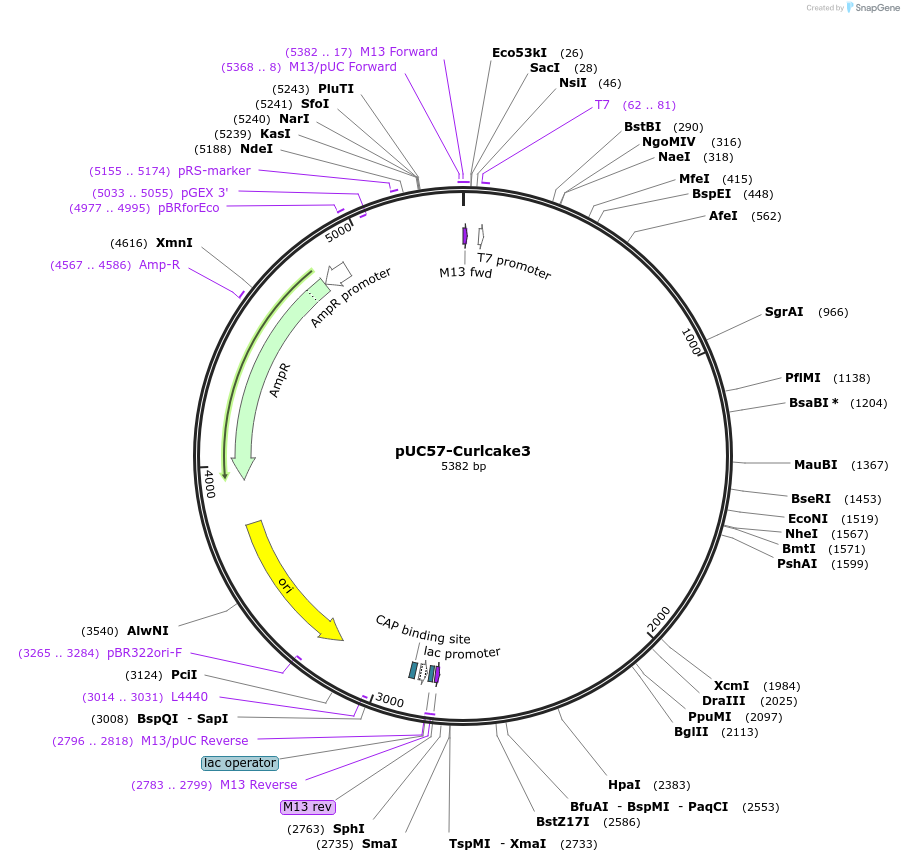 139342-plasmid-map-sequence-id-292091