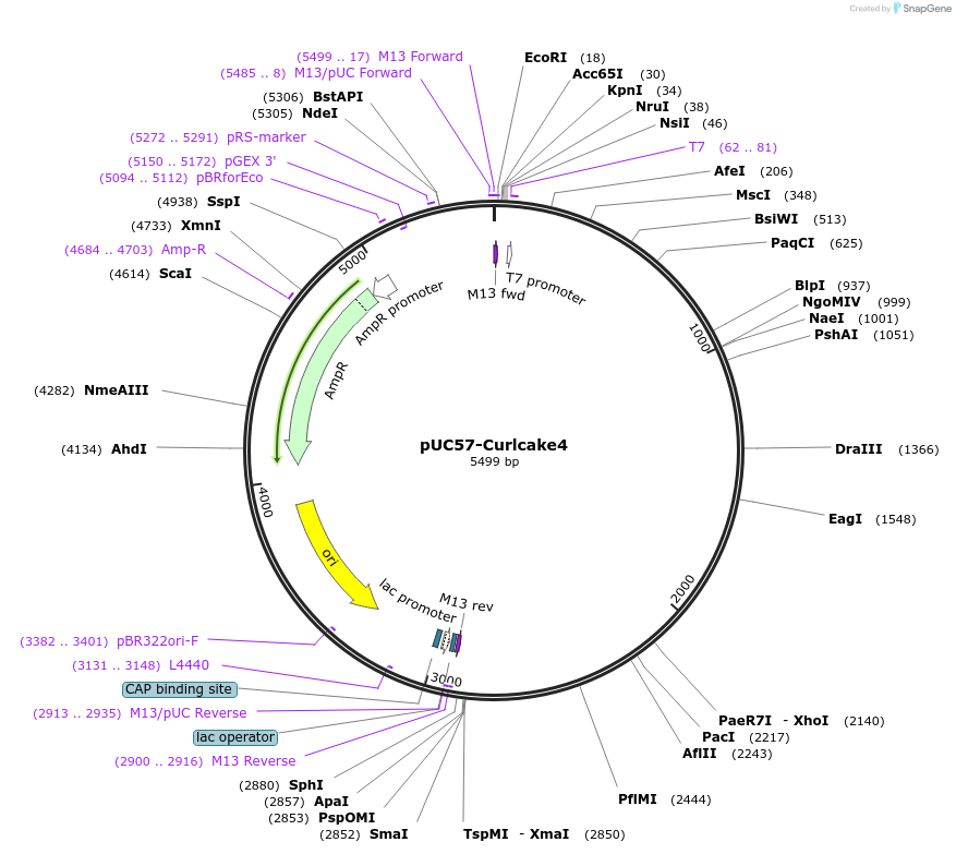 139343-plasmid-map-sequence-id-292092