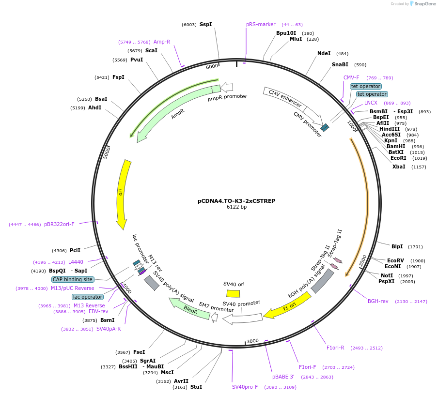136150-plasmid-map-sequence-id-292104