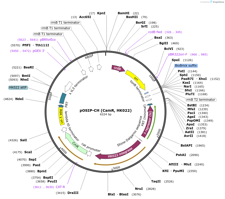 45980-plasmid-map-sequence-id-292133