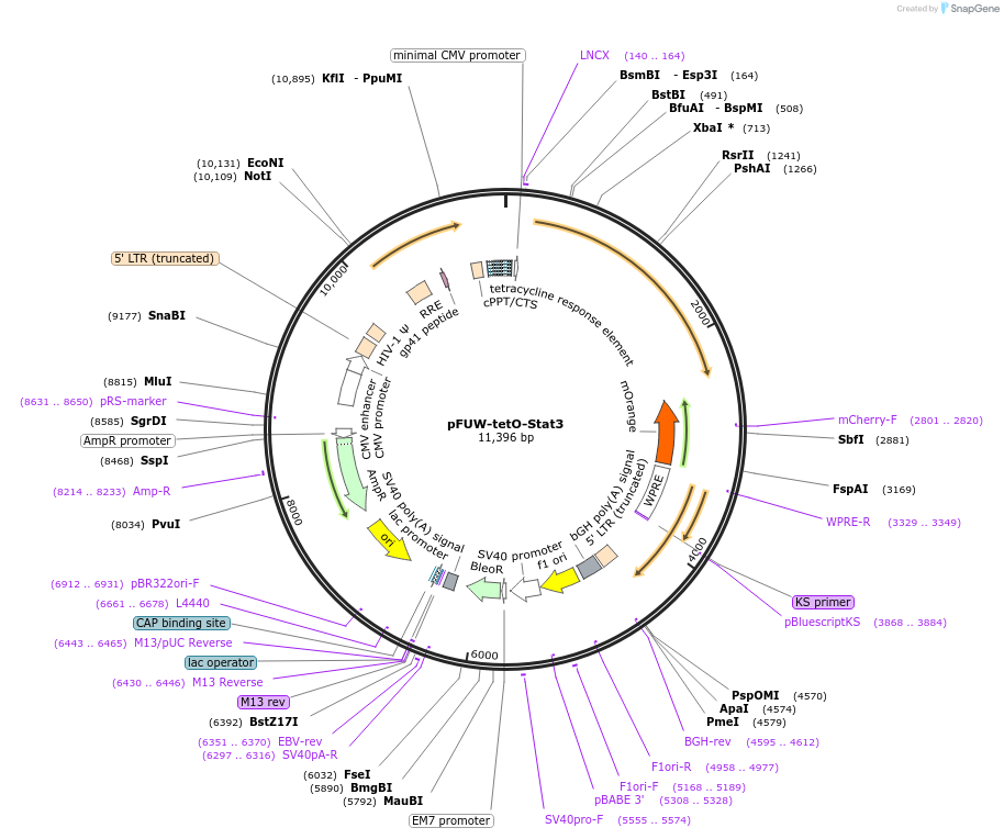 139805-plasmid-map-sequence-id-292196