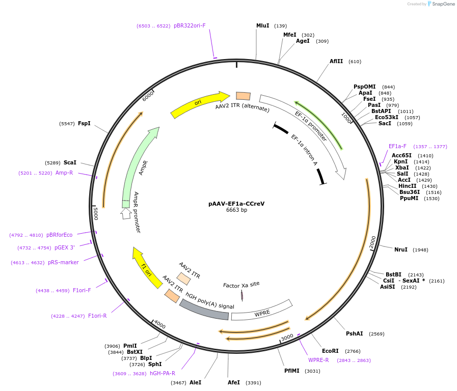 140132-plasmid-map-sequence-id-292205