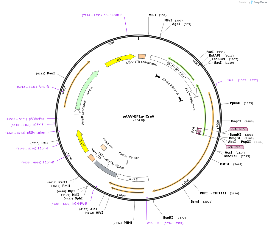 140135-plasmid-map-sequence-id-292208