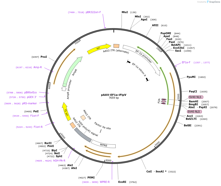 140137-plasmid-map-sequence-id-292210