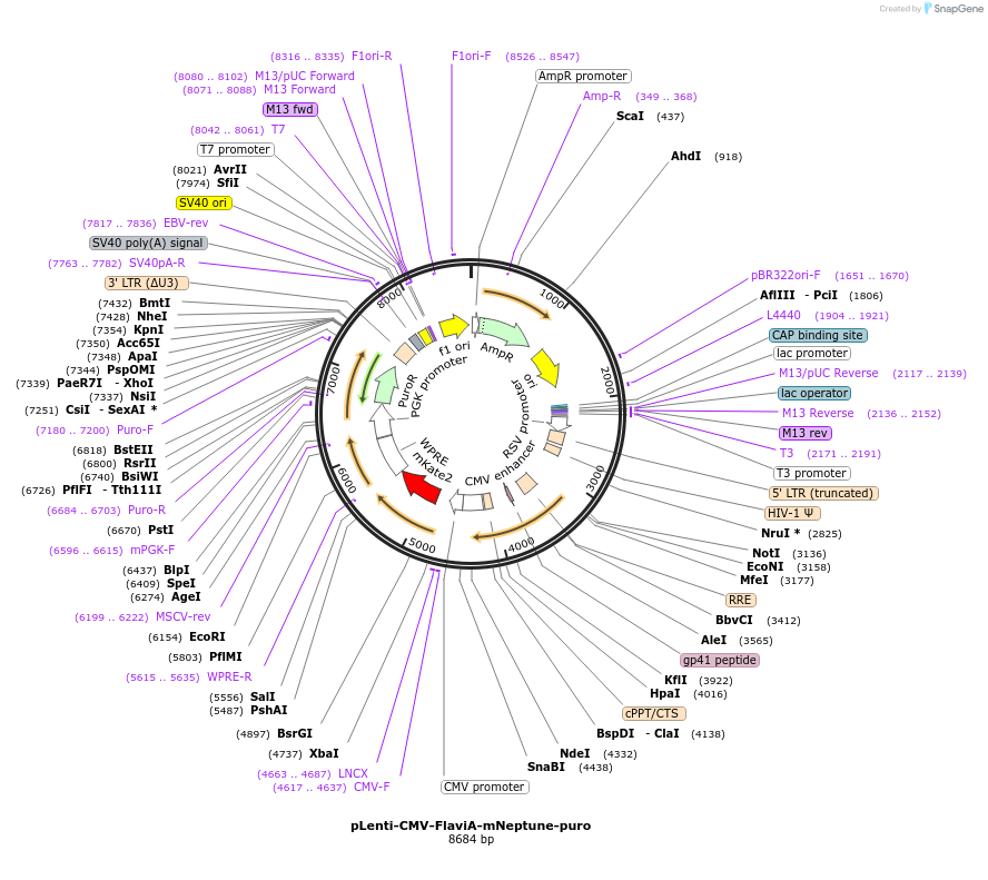 140091-plasmid-map-sequence-id-292219