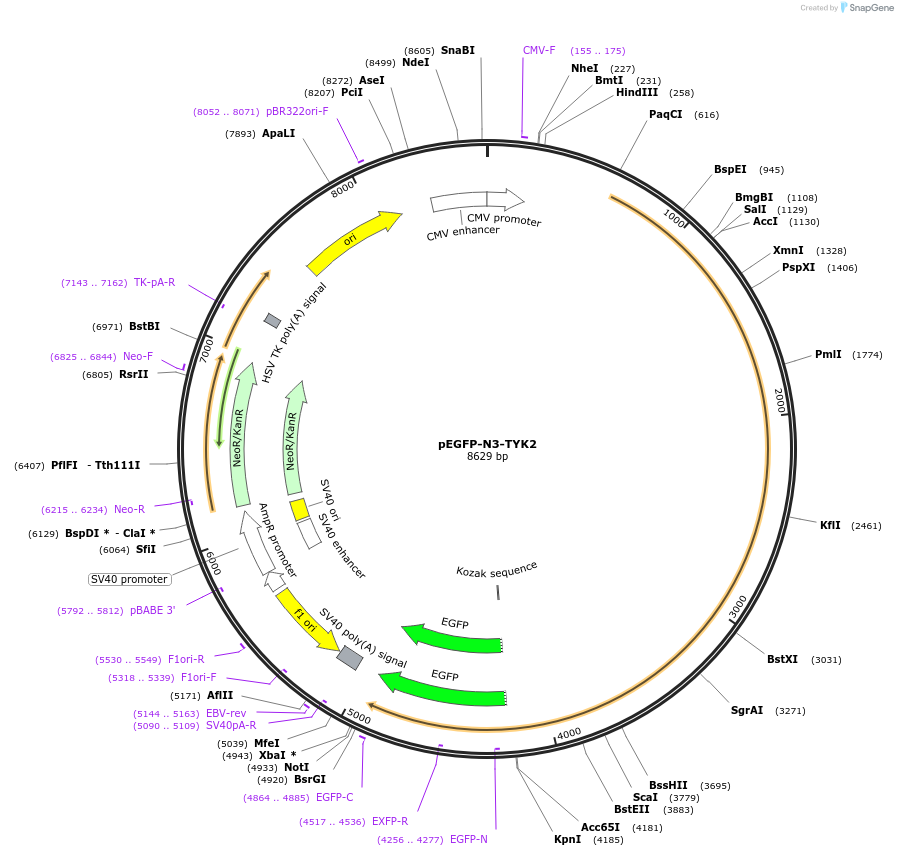139354-plasmid-map-sequence-id-292220