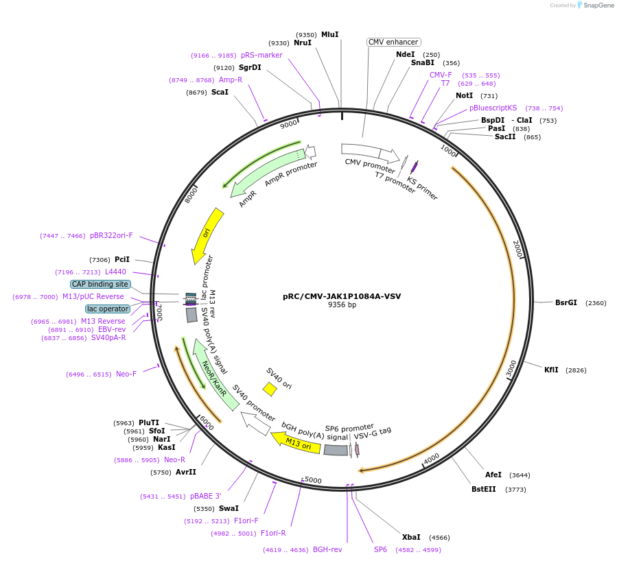139358-plasmid-map-sequence-id-292222