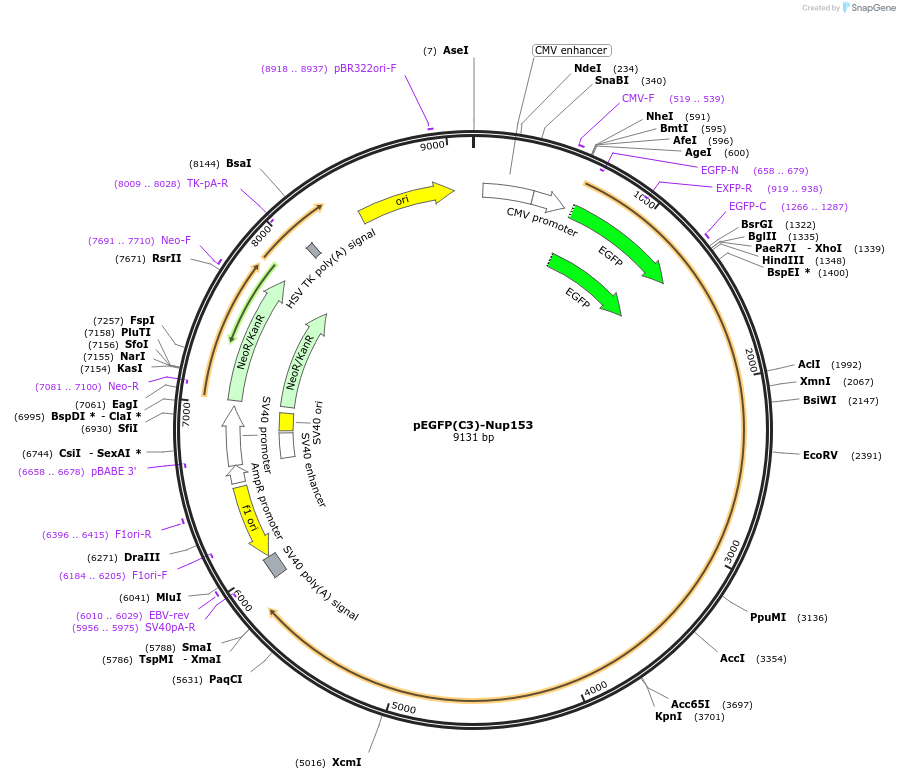 64268-plasmid-map-sequence-id-292223