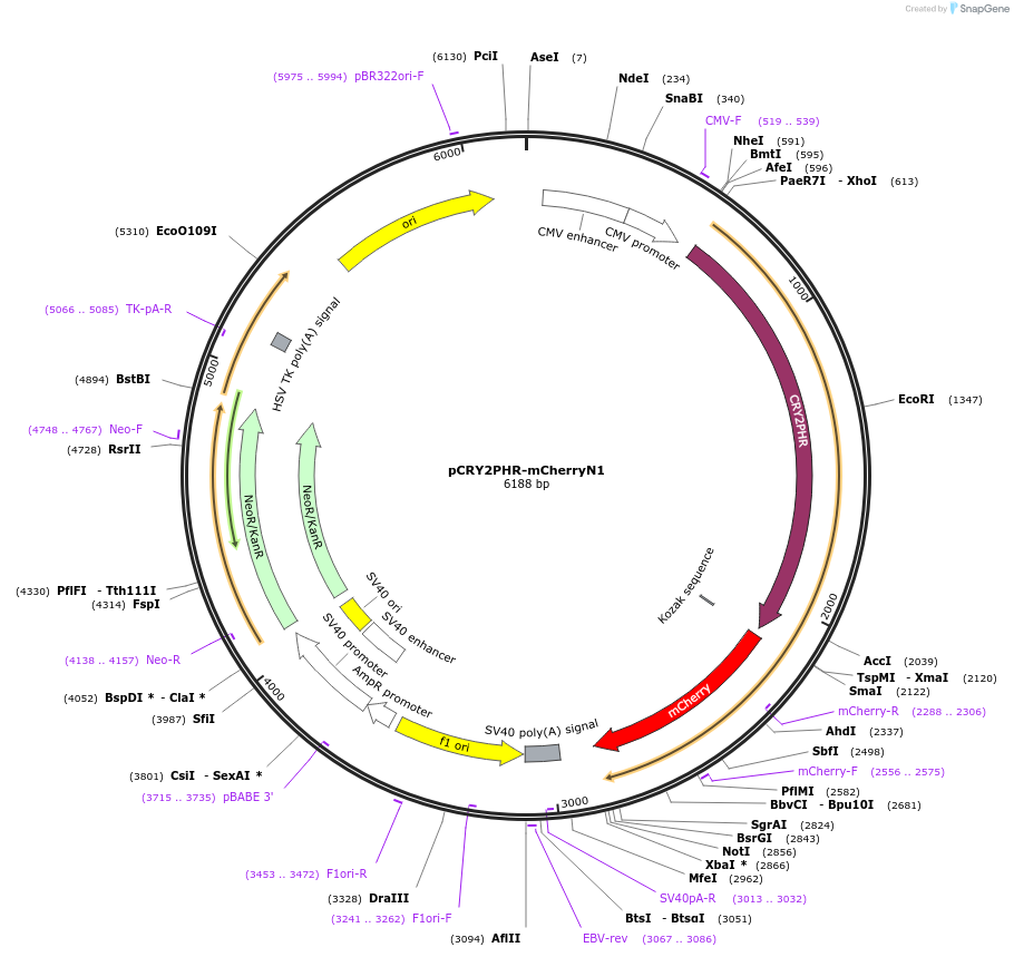 26866-plasmid-map-sequence-id-292224