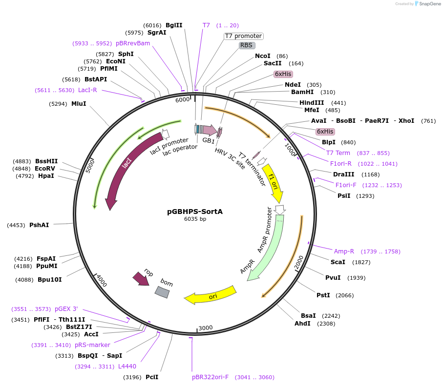 21930-plasmid-map-sequence-id-292227