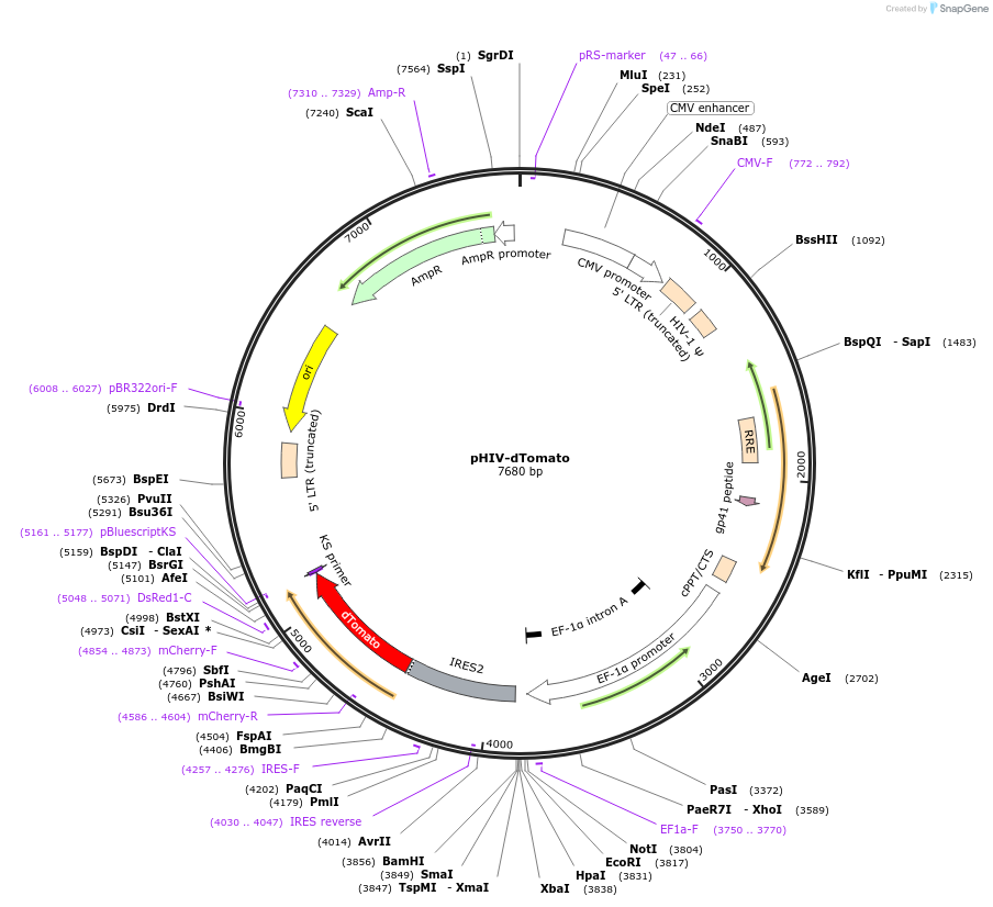 21374-plasmid-map-sequence-id-292244