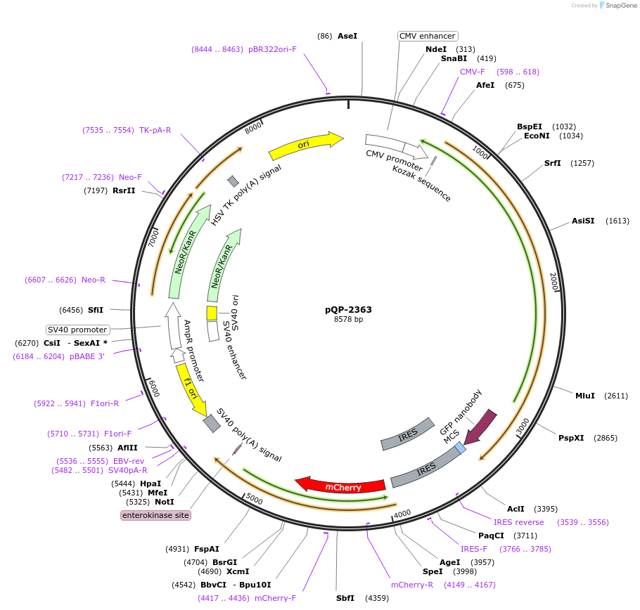 138975-plasmid-map-sequence-id-292246