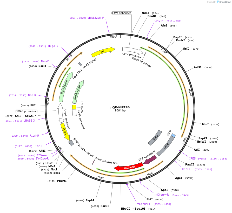 138977-plasmid-map-sequence-id-292251