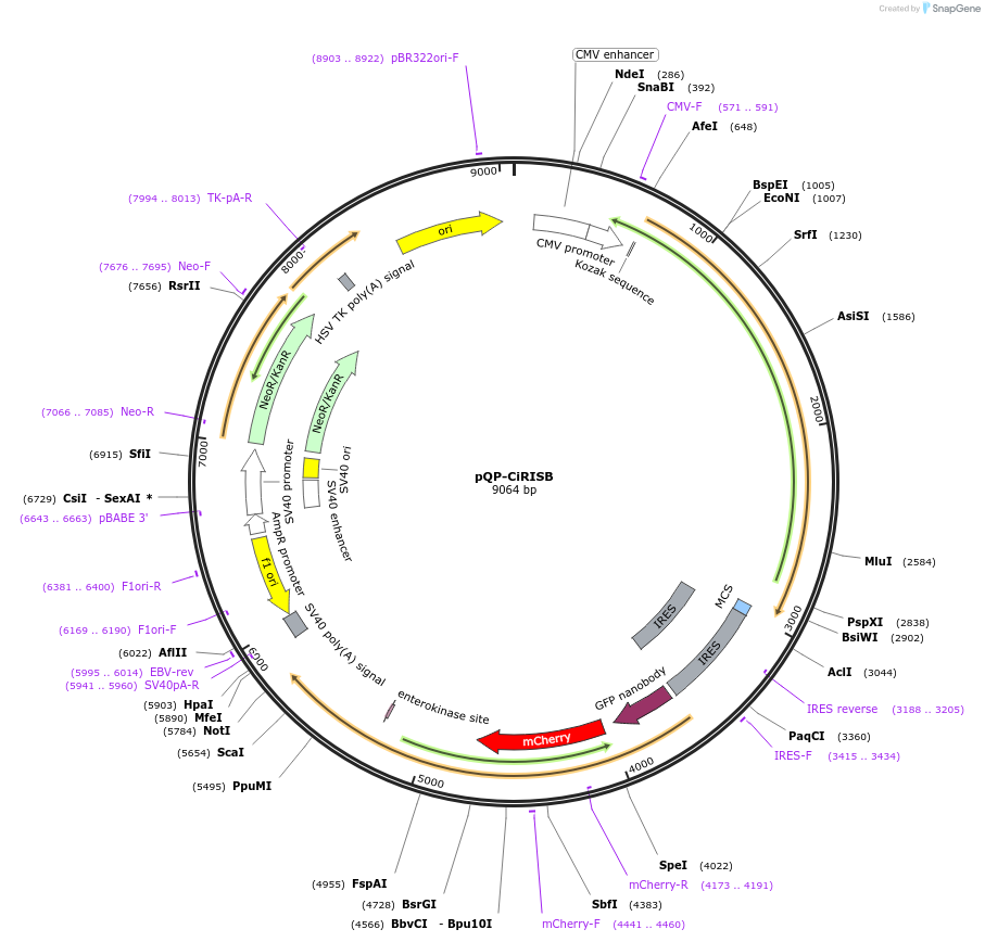 138978-plasmid-map-sequence-id-292253