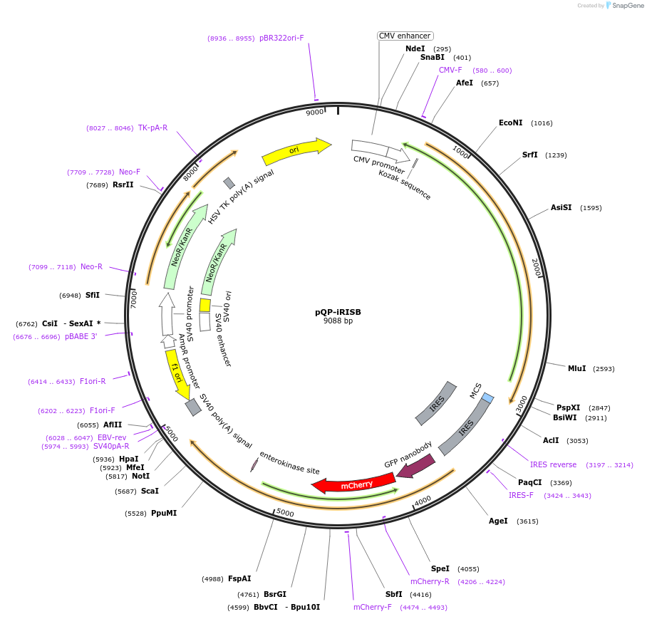 138979-plasmid-map-sequence-id-292254