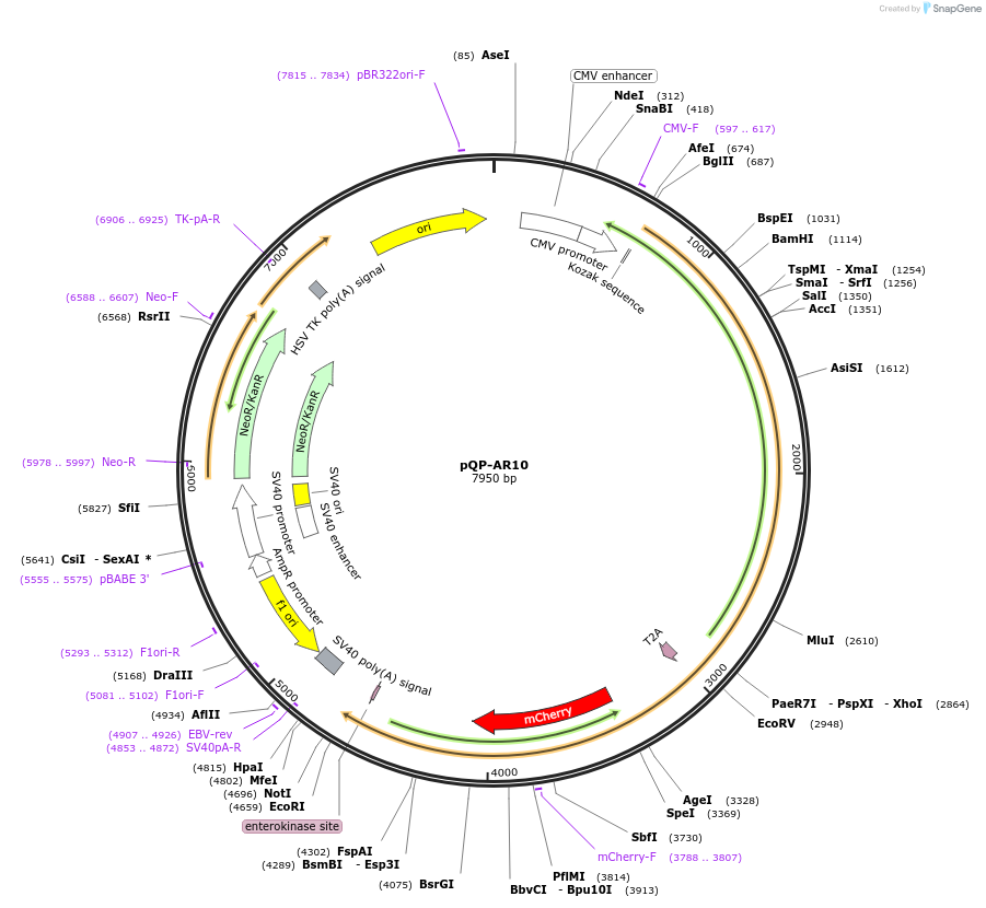 138980-plasmid-map-sequence-id-292255