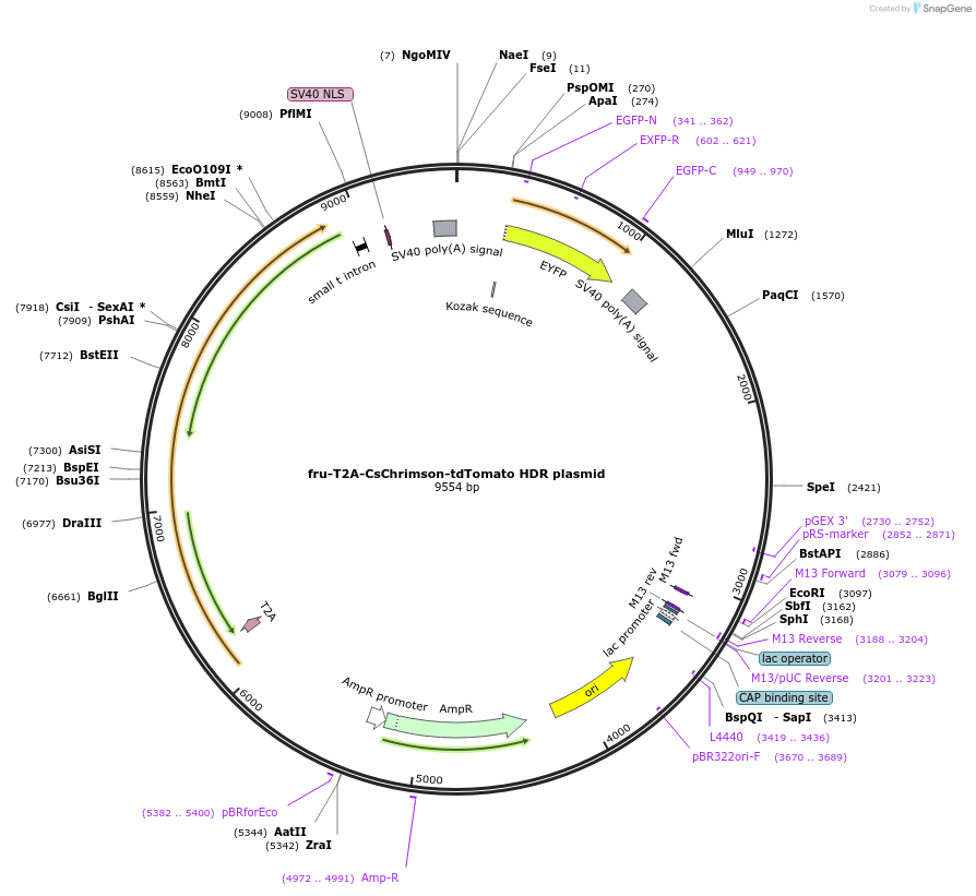 141100-plasmid-map-sequence-id-292288