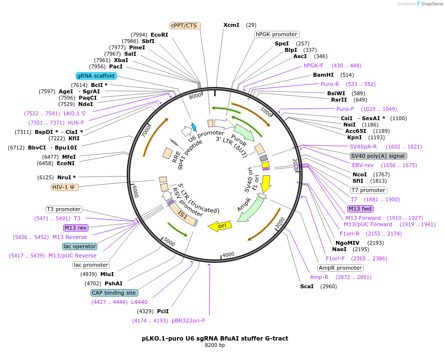 138524-plasmid-map-sequence-id-292291