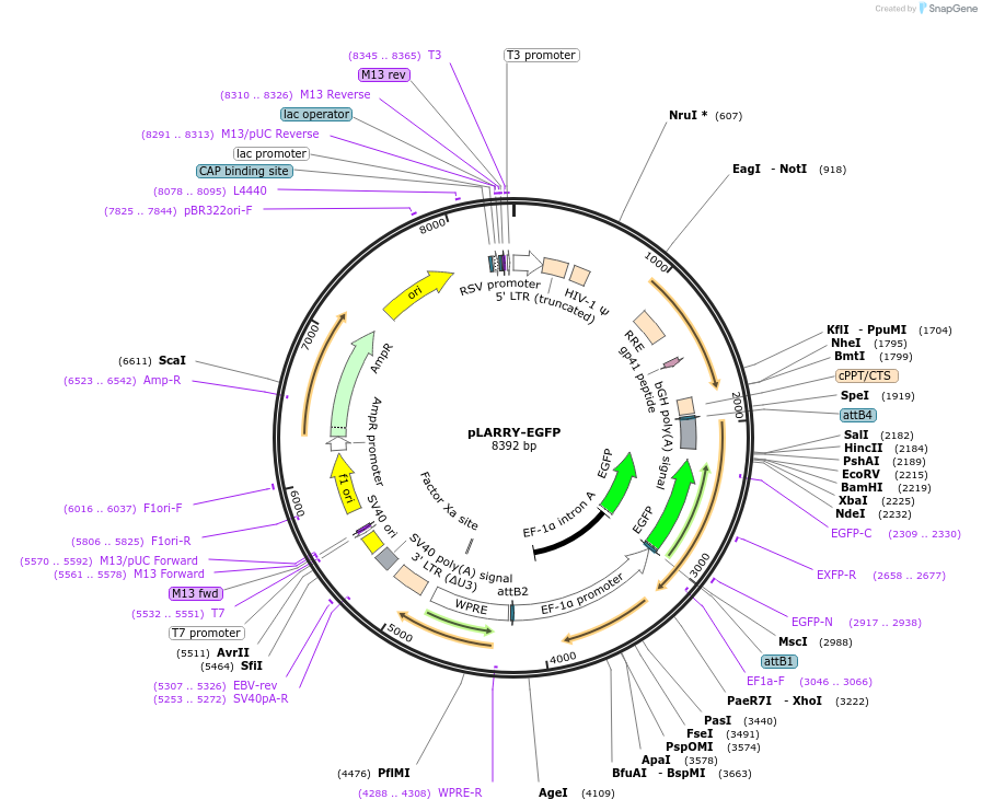 140025-plasmid-map-sequence-id-292296