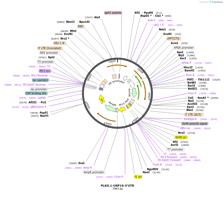 136056-plasmid-map-sequence-id-292304