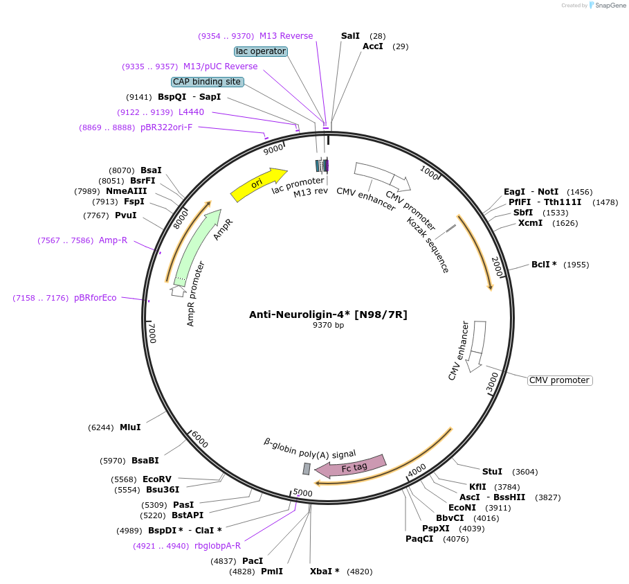140081-plasmid-map-sequence-id-292320