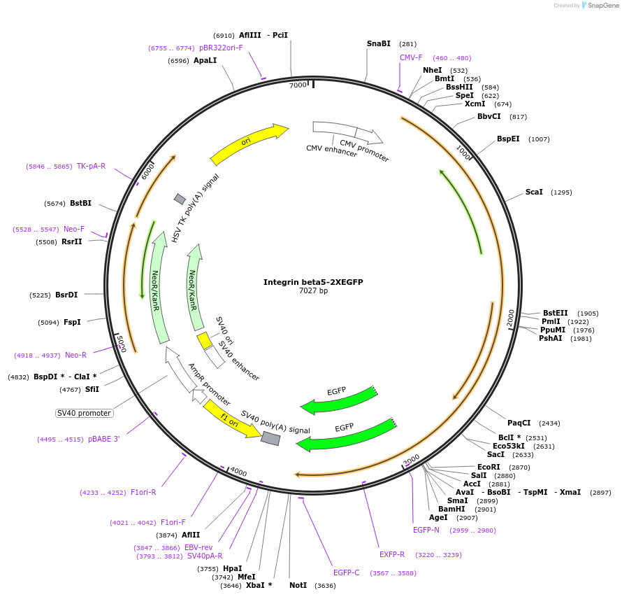 139779-plasmid-map-sequence-id-292325