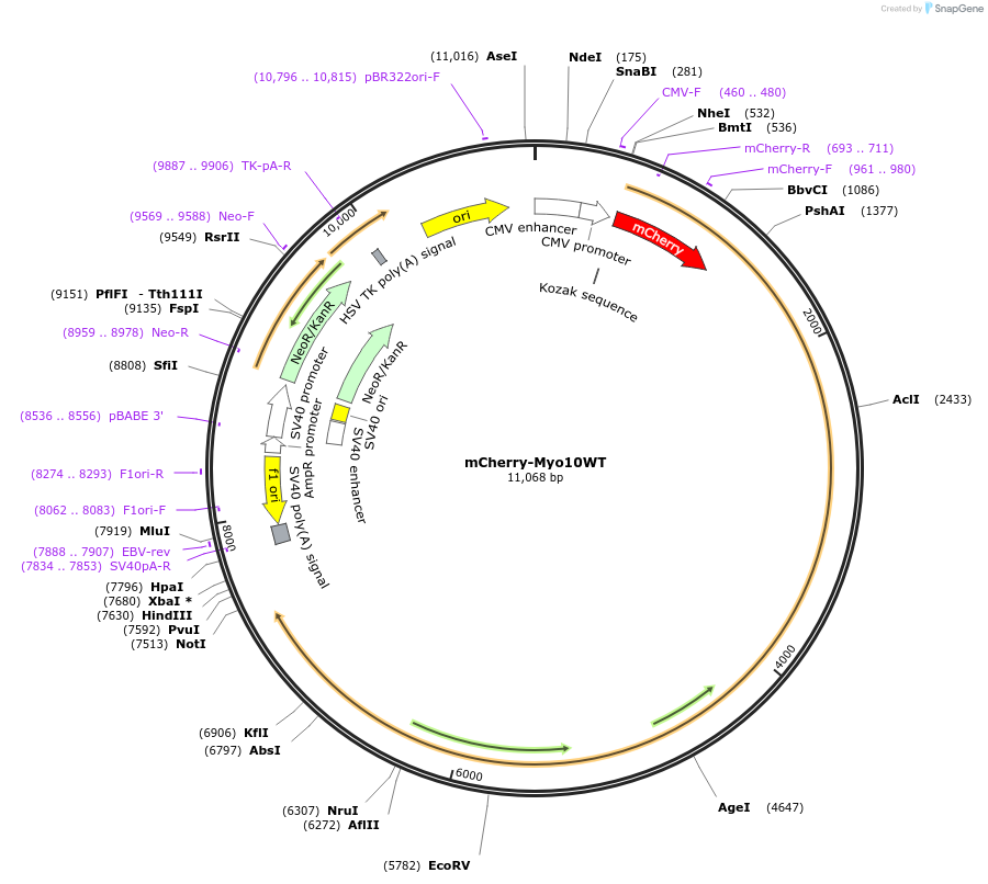 139780-plasmid-map-sequence-id-292326