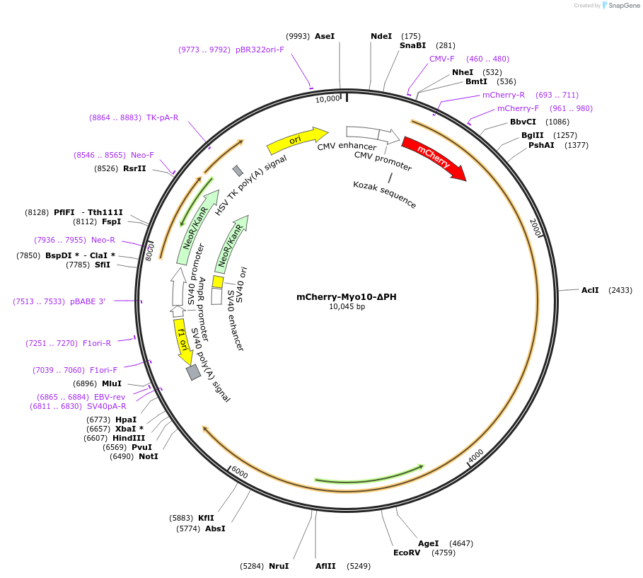 139781-plasmid-map-sequence-id-292327