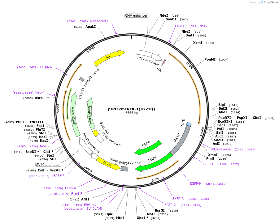 133273-plasmid-map-sequence-id-292434
