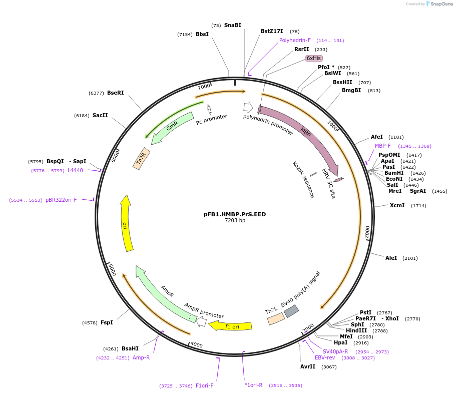 125163-plasmid-map-sequence-id-292443