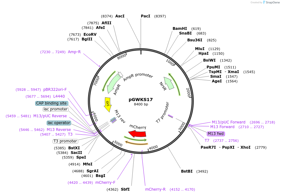139420-plasmid-map-sequence-id-292450