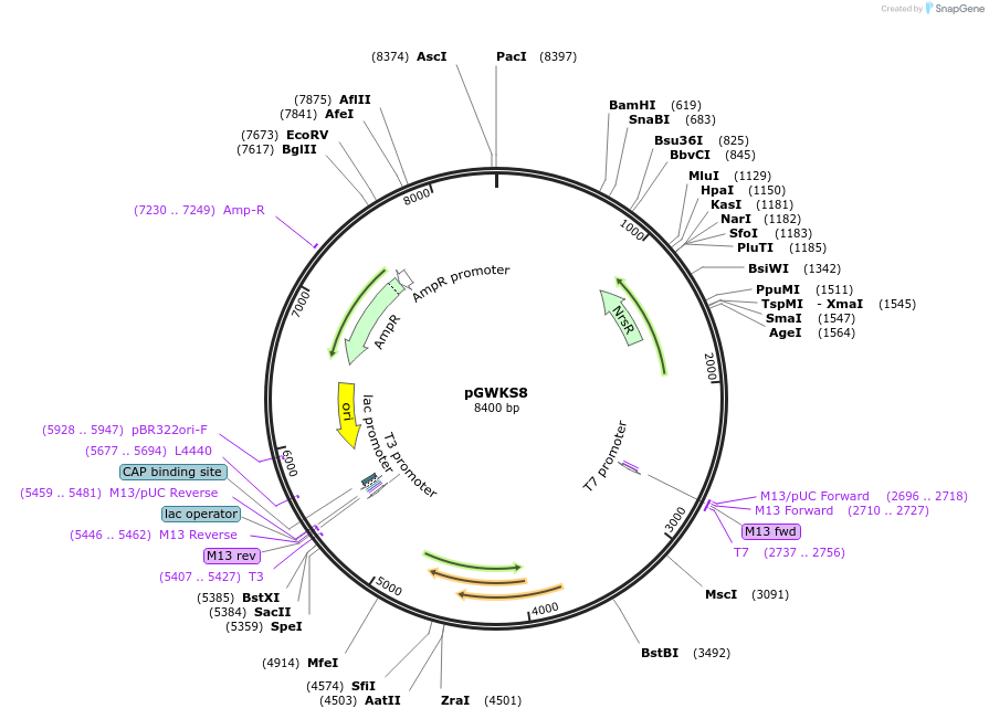 139415-plasmid-map-sequence-id-292454