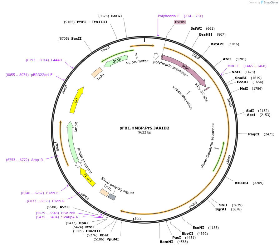 125166-plasmid-map-sequence-id-292457