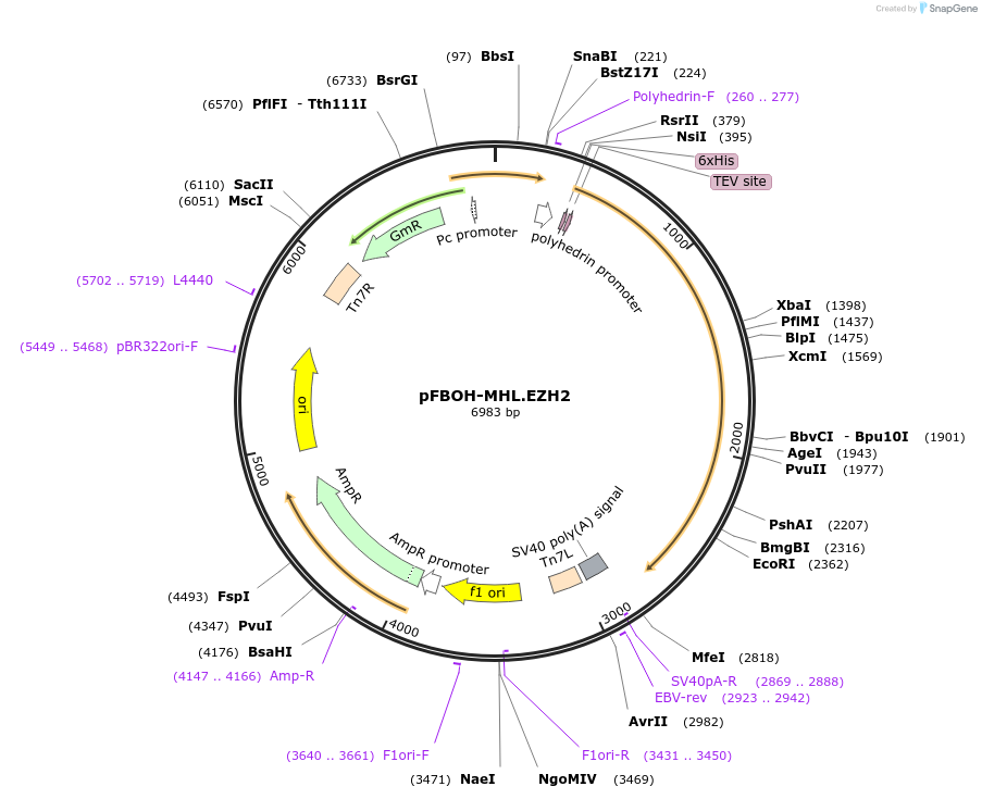 125171-plasmid-map-sequence-id-292460