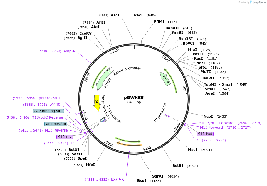 139412-plasmid-map-sequence-id-292470