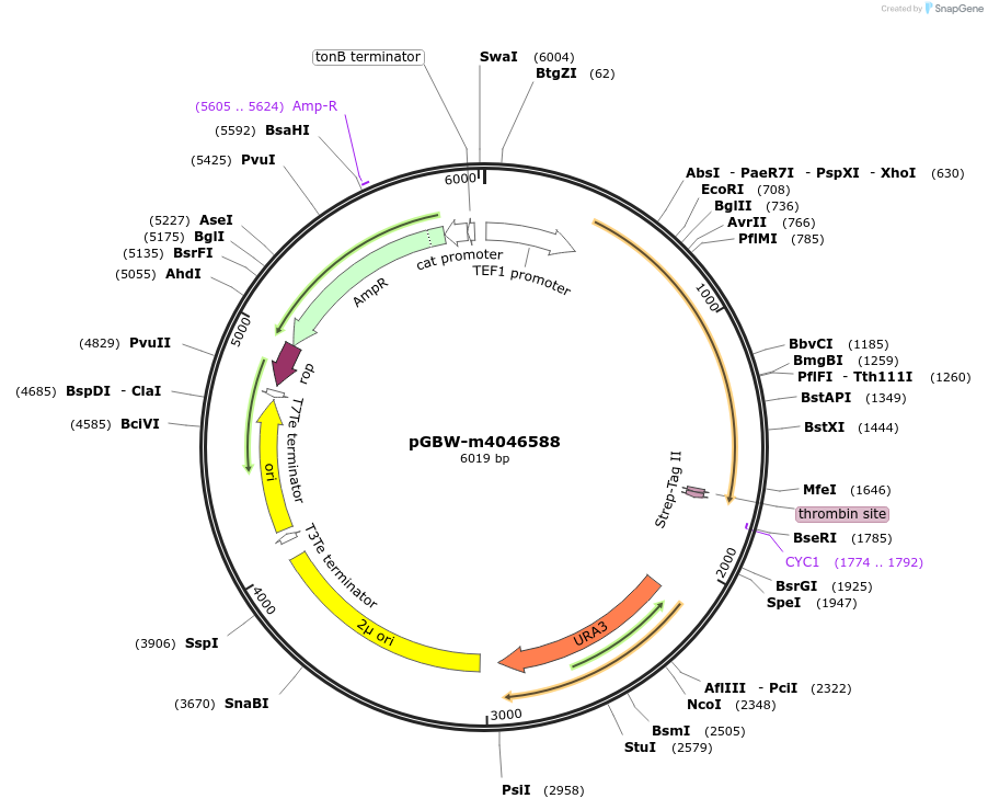 145465-plasmid-map-sequence-id-292474
