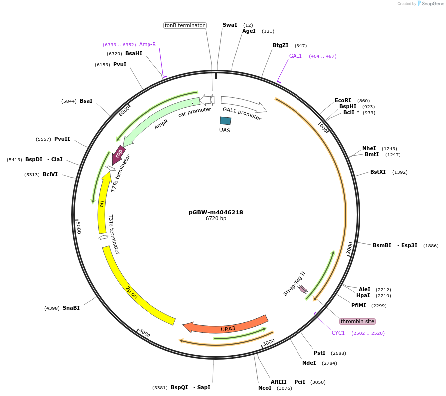 145498-plasmid-map-sequence-id-292475