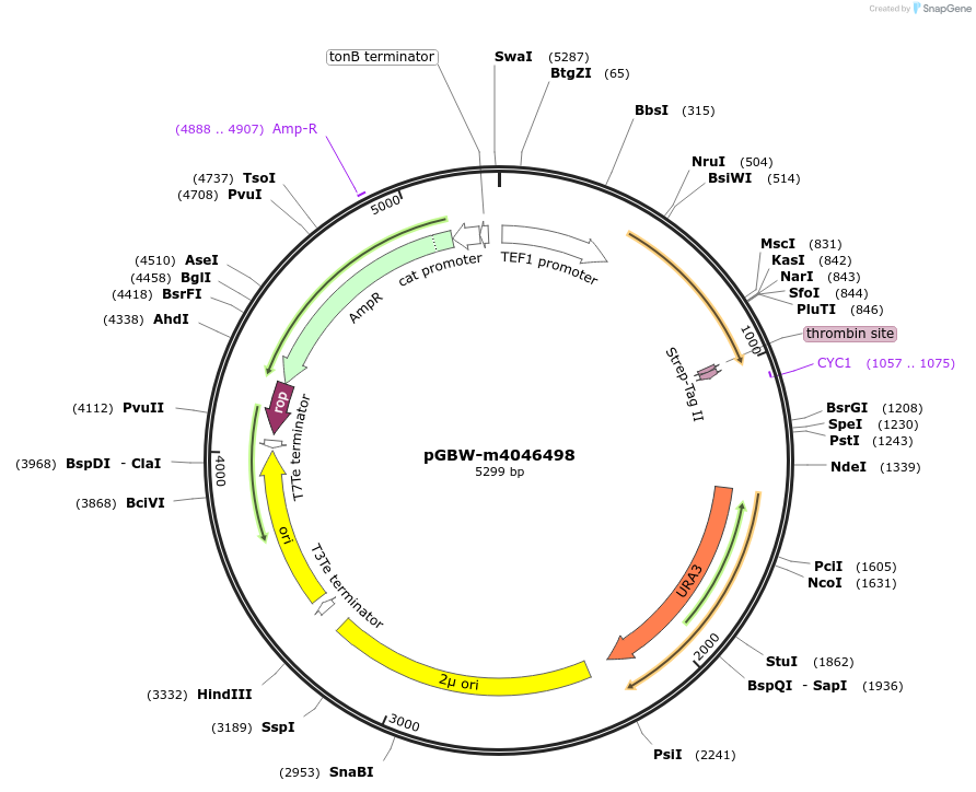 145503-plasmid-map-sequence-id-292476