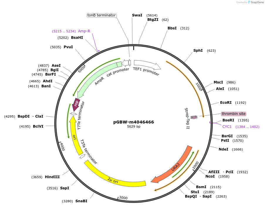 145466-plasmid-map-sequence-id-292477