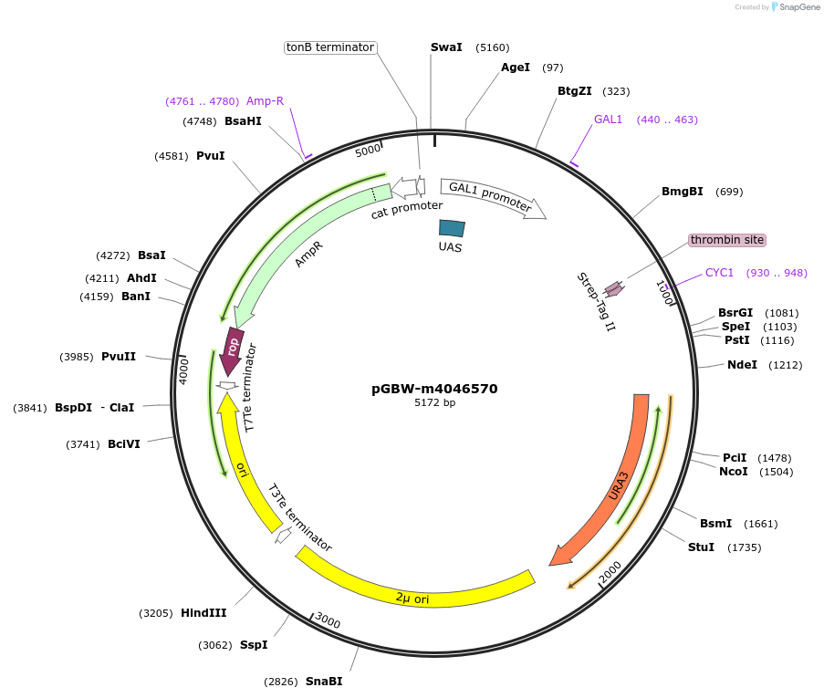 145558-plasmid-map-sequence-id-292483