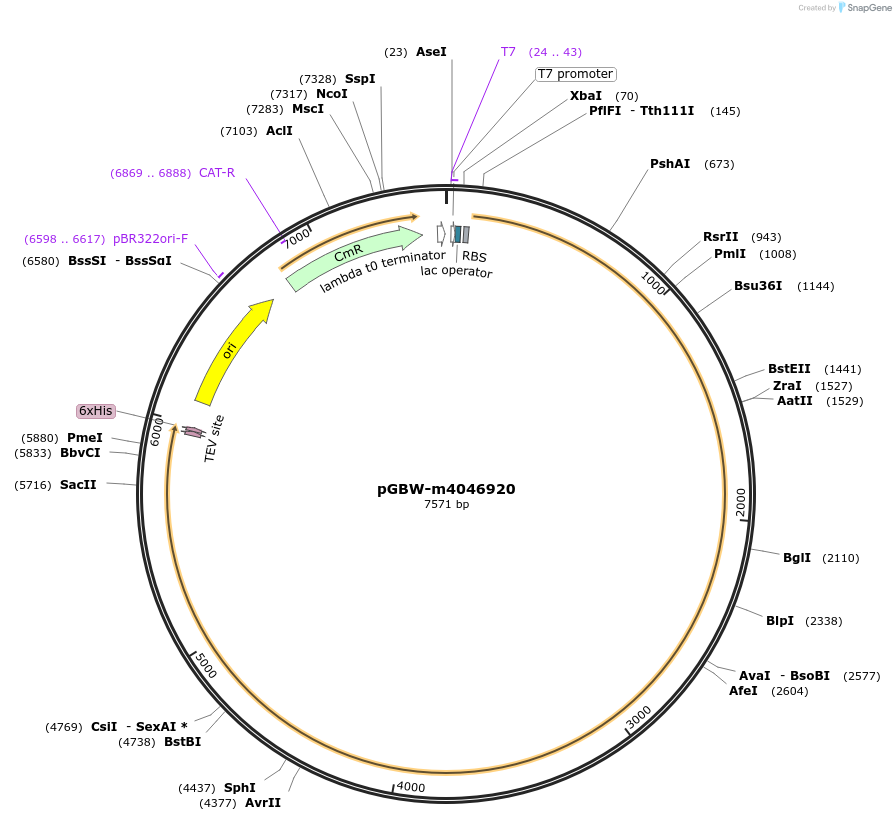 145717-plasmid-map-sequence-id-292484