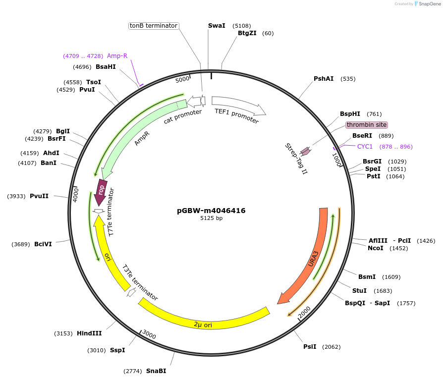 145388-plasmid-map-sequence-id-292486