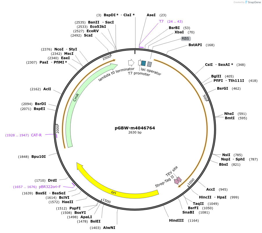 145673-plasmid-map-sequence-id-292487