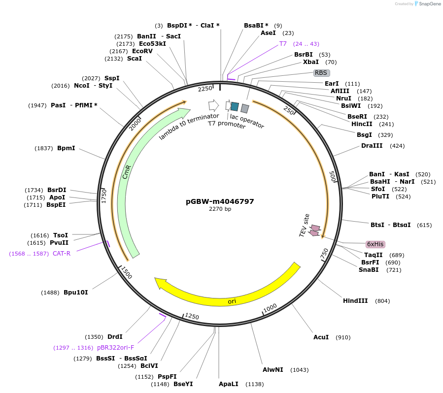 145676-plasmid-map-sequence-id-292488