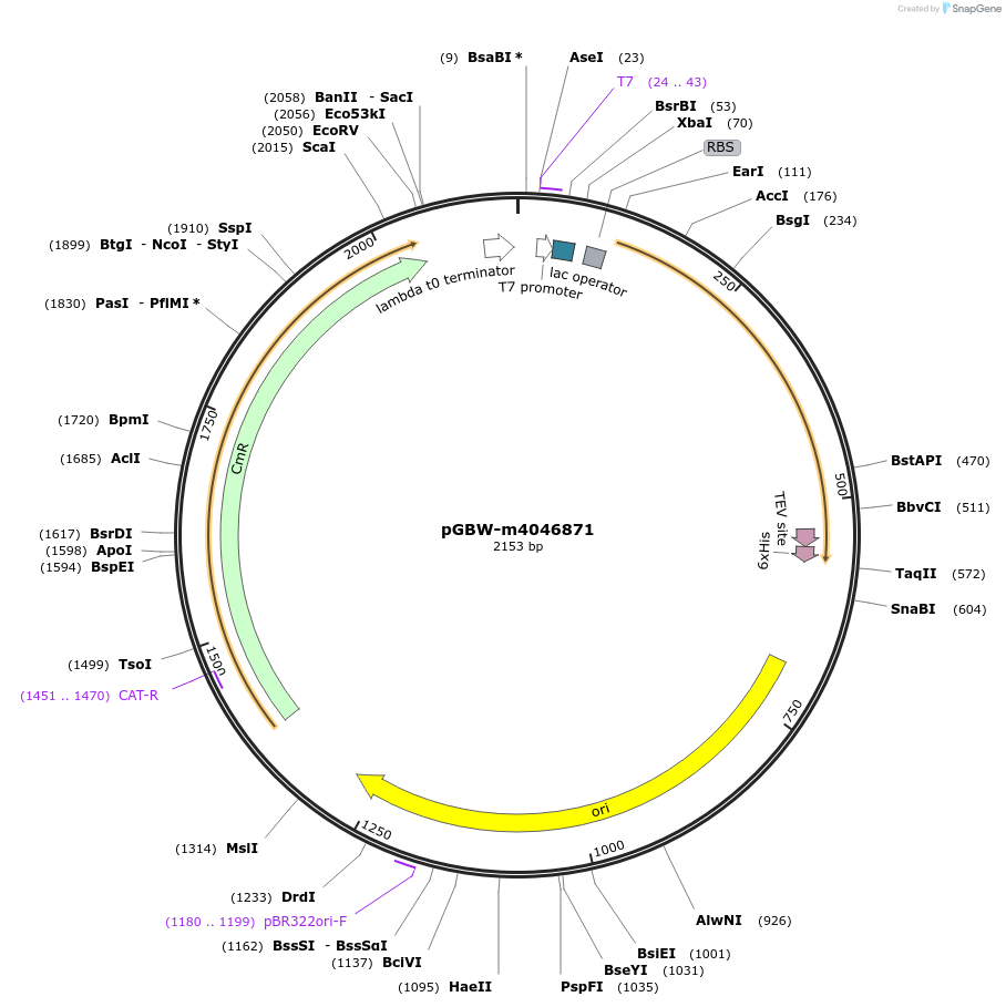 145724-plasmid-map-sequence-id-292490