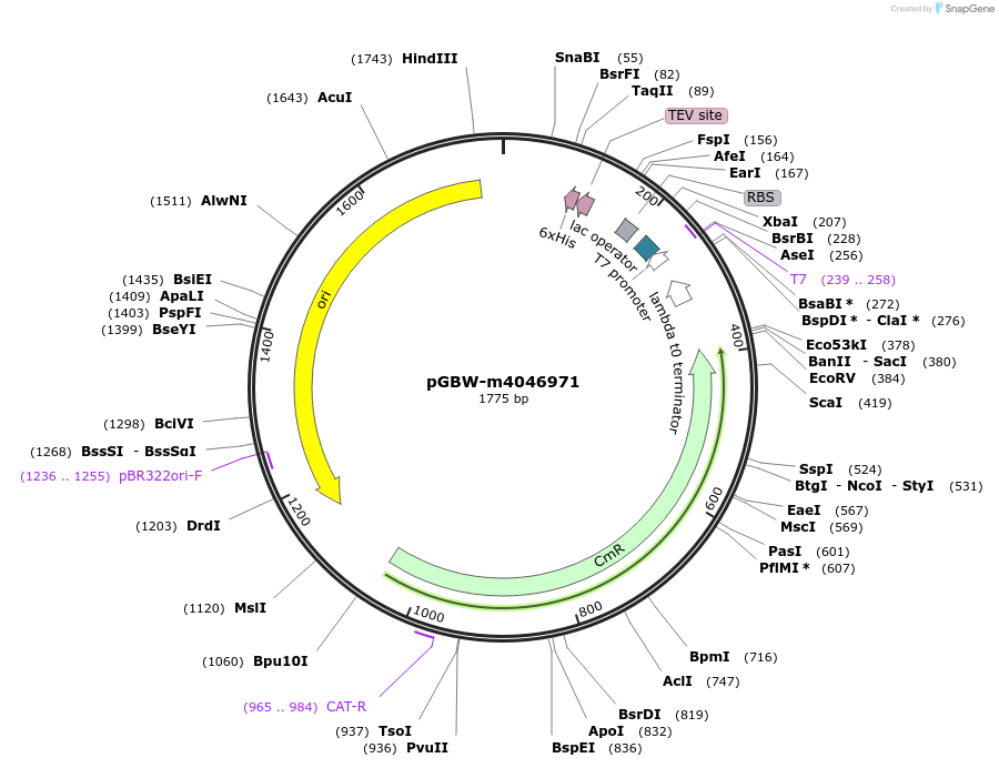 145664-plasmid-map-sequence-id-292492