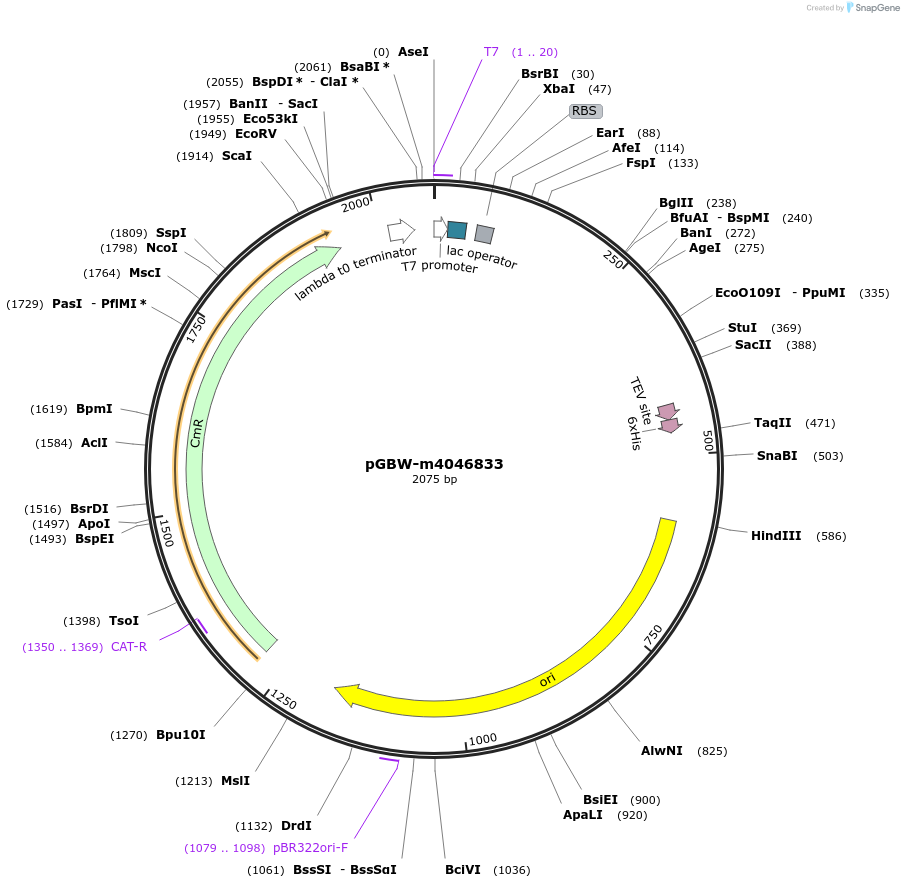 145649-plasmid-map-sequence-id-292493