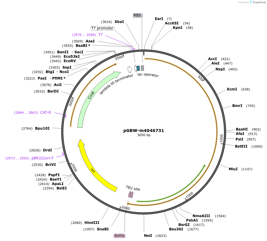 145633-plasmid-map-sequence-id-292494
