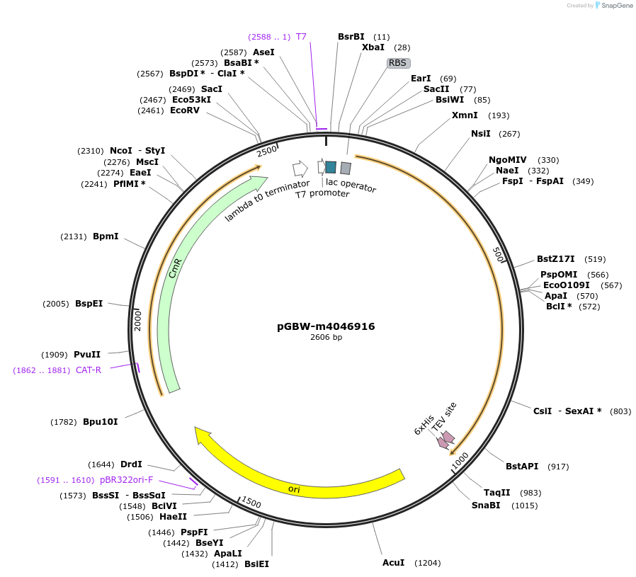 145627-plasmid-map-sequence-id-292495